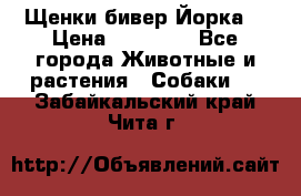 Щенки бивер Йорка  › Цена ­ 30 000 - Все города Животные и растения » Собаки   . Забайкальский край,Чита г.